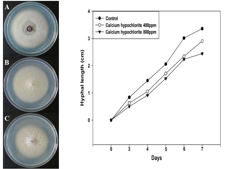 CaOCl2 농도별 F. oxysporum 균사 생장