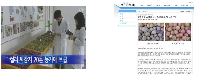 컬러감자 씨감자 생산단지 방송매체 홍보(좌:YTN, 우:한국농업민신문)