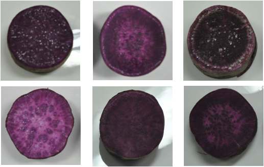 Section of Korean purple-fleshed sweet potato cultivar 6 spices; (a) shinjami, (b) saeungbone9, (c) aeungyae33, (d) gyebone, (e) gyeyae2469, (f) gyeyae2258.