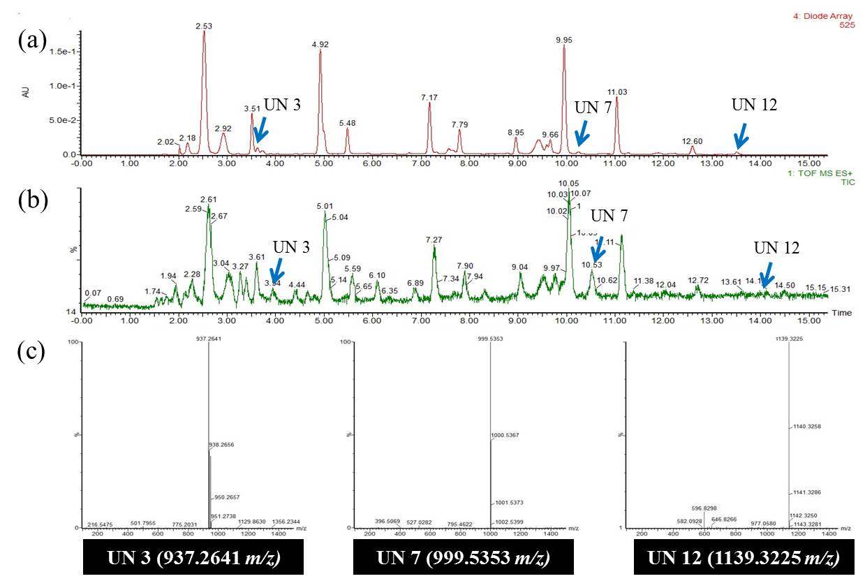 UPLC-ToF-MS chromatogram of anthocyanin in shinjami; (a) chromatogram in UPLC-TUV 525 nm, (b) TIC mode MS spectrum in ToF-MS ESI positive, (c) confirmed mass spectra of unknown compounds