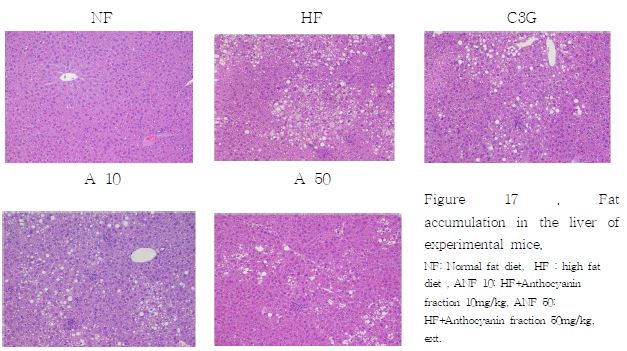 Fat accumulation in the liver of experimental mice. NF: Normal fat diet, HF : high fat diet , ANF 10: HF+Anthocyanin fraction 10mg/kg, ANF 50: HF+Anthocyanin fraction 50mg/kg, ext.