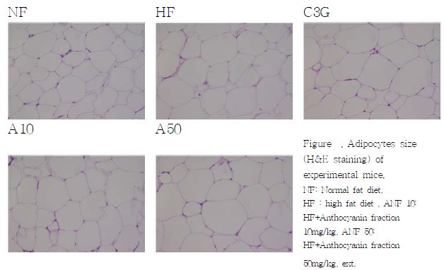 Adipocytes size (H&E staining) of experimental mice. NF: Normal fat diet, HF : high fat diet , ANF 10: HF+Anthocyanin fraction 10mg/kg, ANF 50: HF+Anthocyanin fraction 50mg/kg, ext.