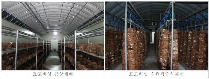 표고버섯 균상 재배법과 수관적층식 재배법 비교