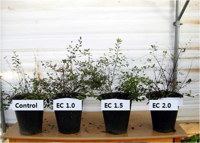 공조팝나무의 EC 농도별 처리에 따른 1차년 지상부 생육 비교