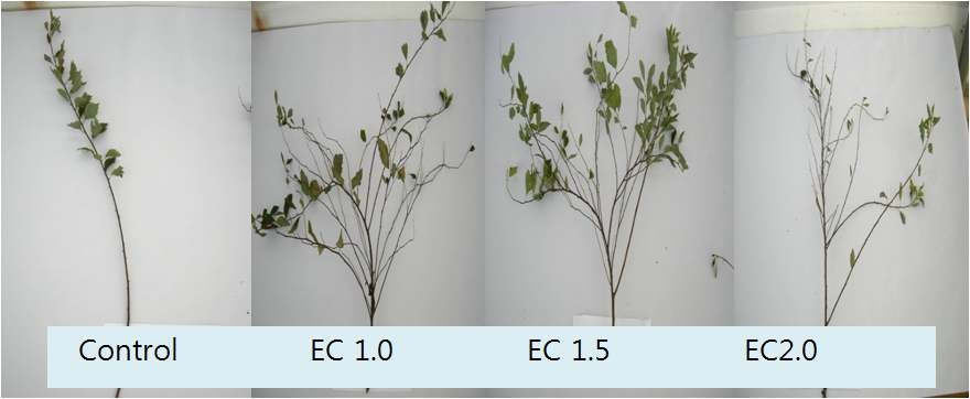 공조팝나무의 EC 농도별 처리에 따른 1차년 줄기의 측지 발생