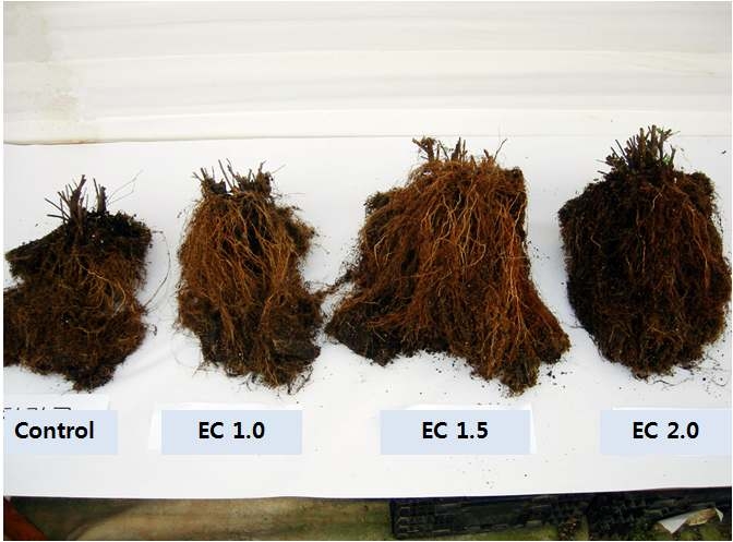 공조팝나무의 EC 농도별 처리에 따른 1차년 지하부 생육 비교
