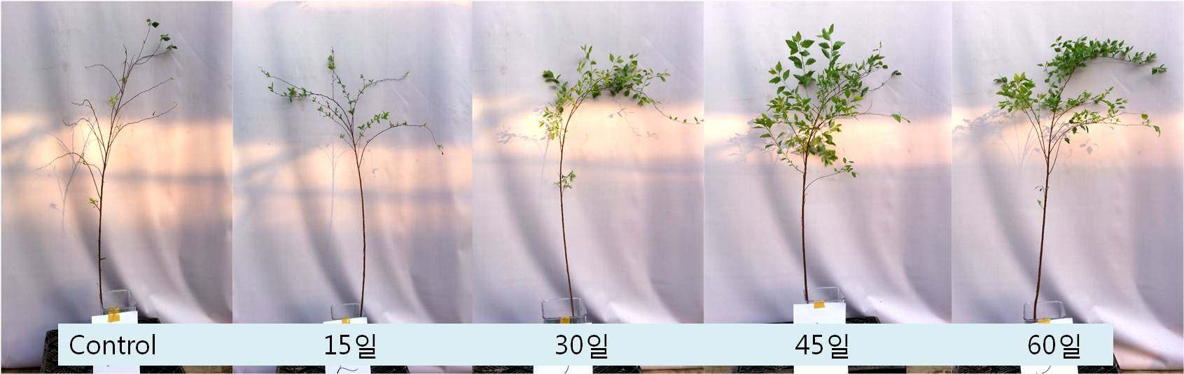 공조팝나무의 저온처리 기간에 따른 줄기의 측지 발생정도 비교