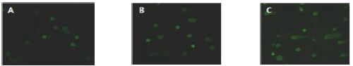 Comet assay를 이용한 세포주기 동기화 방법에 따른 개 세포 DNA 손상 비교