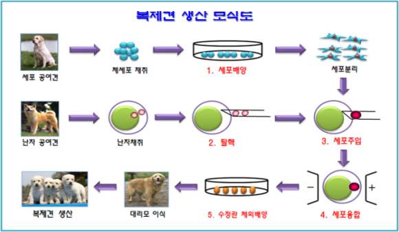 복제 특수목적견의 생산 모식도