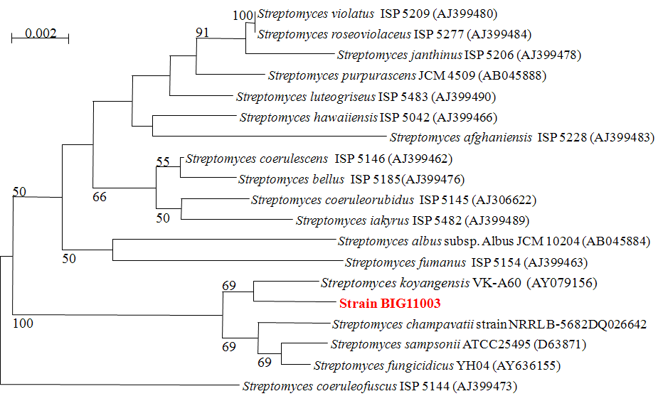 살선충 및 고분자 분해능 BIG11003균주의 계통학적 위치