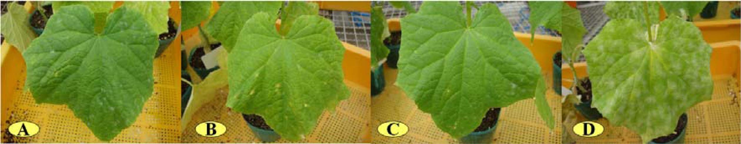 Preventive effect of selected isolates against cucumber powdery mildew in the greenhouse. A, 434; B, M27; C, CC178; D, control.