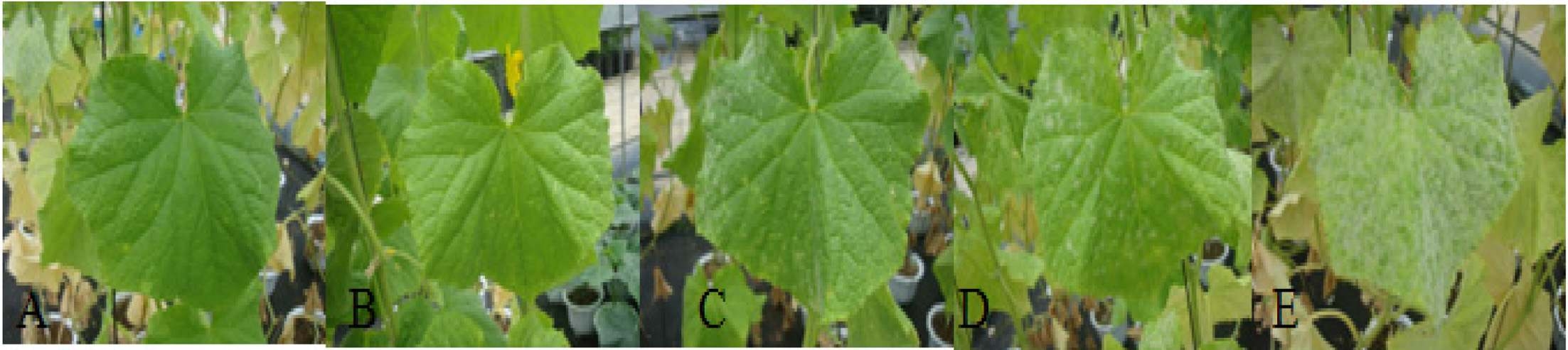 Effect of the mixture of B. amyloliquefaciens M27 and plant extract at different dilution fold. The mixture was applied three times with seven-day interval in the plastic house, where cucumber plants were cultivated. A; 125? B; 250? C; 500? D; 1,000? E; control.