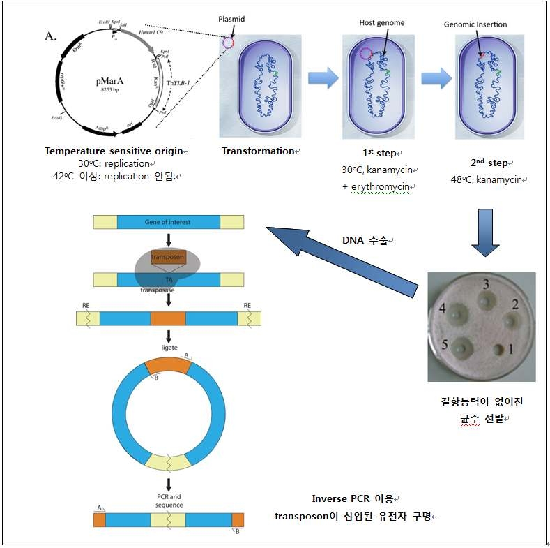Transposon mutagenesis를 이용한 길항 능력 관련 유전자 구명.