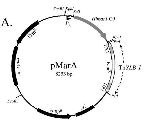 pMarA의 유전자 지도. Kanr, kanamycin 저항성 유전자; ori, pUC19 replication origin; Ampr, ampicillin 저항성 유전자; repG+ts, pE194ts replication origin; PA, PB, 각각 σA-RNA polymerase와 σB-RNA polymerase가 인식하는 promotor(Le Breton et al., 2006).
