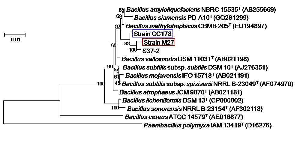 16S rRNA 유전자를 기반으로 한 M27 균주의 계통분류학적 위치.