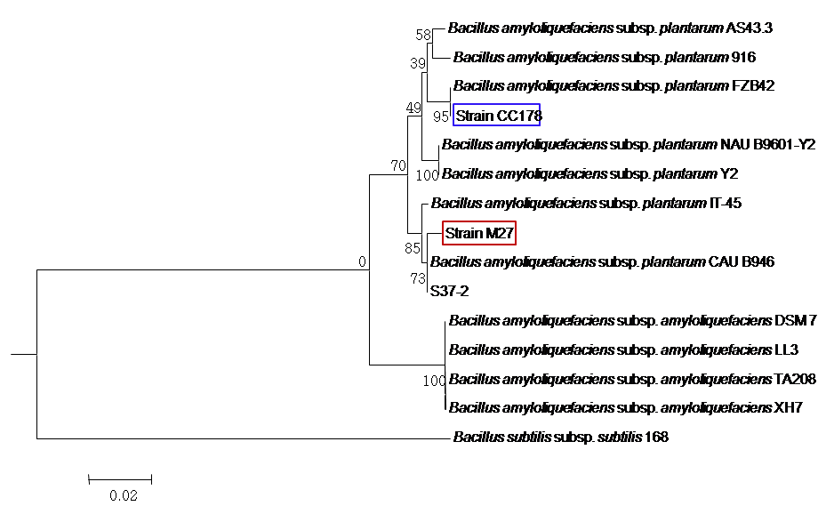 gyrB 유전자를 기반으로 한 M27과 CC178 균주의 계통분류학적 위치