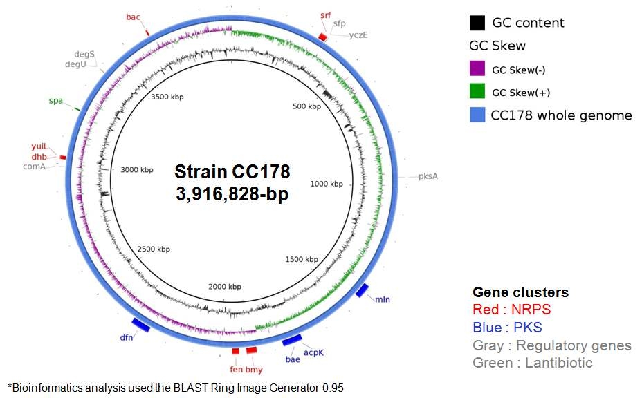 CC178 균주의 길항관련 유전자 위치