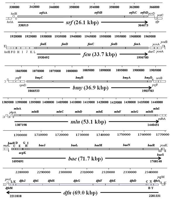 CC178 균주의 길항관련 유전자의 구조 분석.