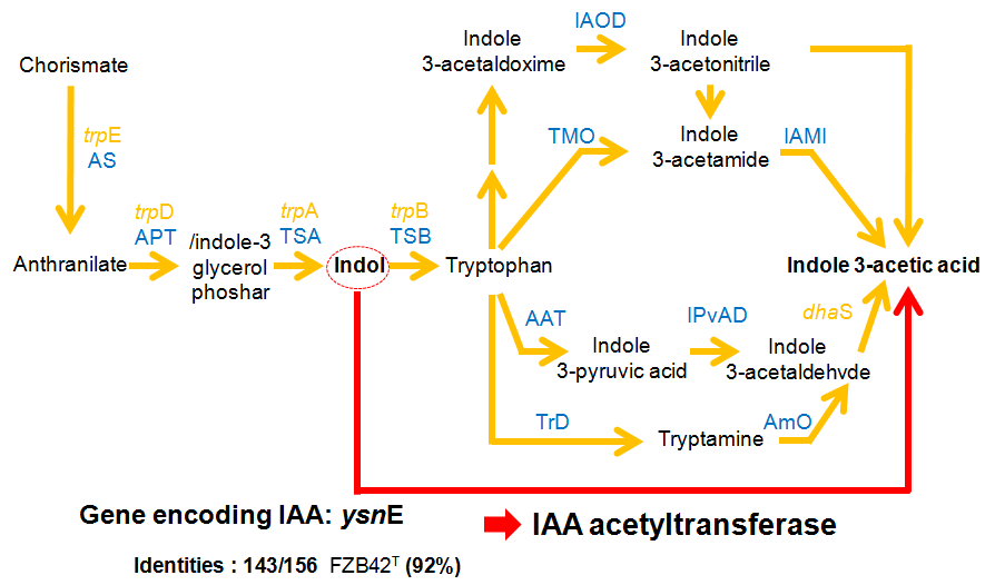 M27 균주의 indole-3-acetic acid(IAA) 생성 유전자