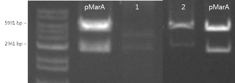pMarA로 형질전환한 FZB42T로부터 추출한 플라스미드를 EcoRI으로 처리한 후 전기영동. 왼쪽으로부터 pMarA, E. coli DH5 α로부터 추출한 pMarA; lane 1, 2, FZB42T로부터 추출한 플라스미드
