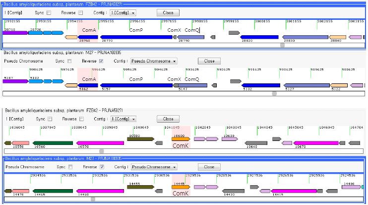 FZB42T와 M27의 유전체 중 natural competence 관련 유전자(comA, comP , comX , comQ, comK ).