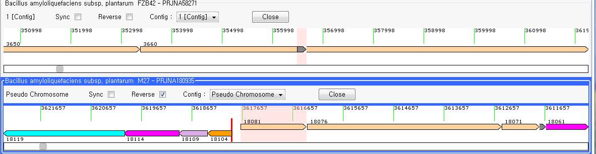 FZB42T(위)와 M27(아래)의 유전체 중 surfactin 합성에 관여하는 유전자(srfAB ) 비교. FZB42T는 3' 부분에 comS 유전자를 가지지만 M27은 없는 것으로 나타남.