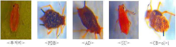 Bb08균주 배지 종류별 배양여액 처리후 진딧물 표피 형태의 변화 (해부현미경 관찰, 50X)