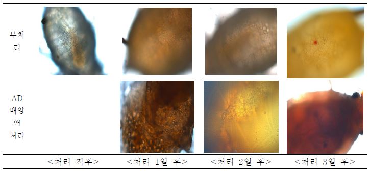 Bb08균주의 AD배양여액 처리 후 경과일수별 목화진딧물 표피 형태 변화 (광학현미경 관찰, 100X ~ 400X)