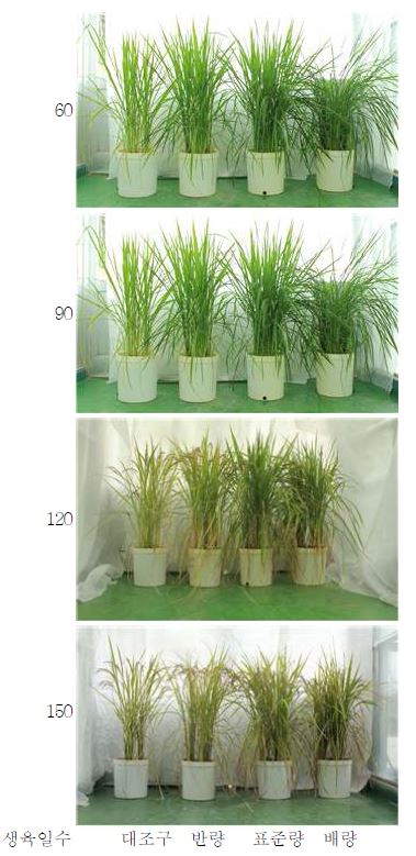 유기물 시용이 벼의 시기별 생육에 미치는 영향