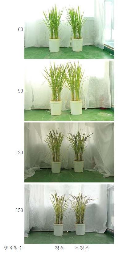토양 경운 여부에 의한 벼의 생육반응 검증
