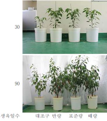 N, P, K 시용수준이 고추의 시기별 생육에 미치는 영향