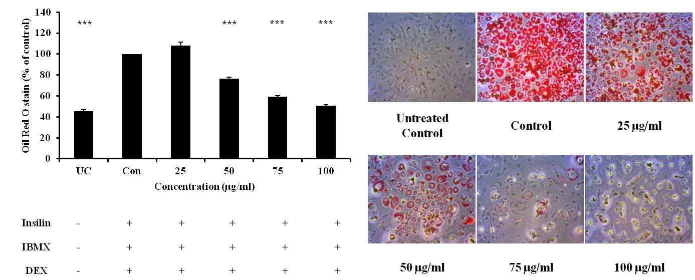 Effect of maysin on the lipid content in 3T3-L1 adipocytes.