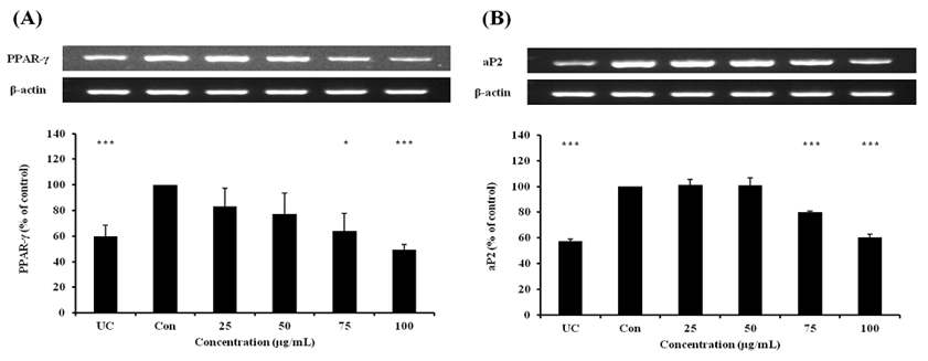Maysin decreases PPA R-γ and aP2 mRNA expression in 3T3-L1 adipocyte cells in a dose-dependent manner