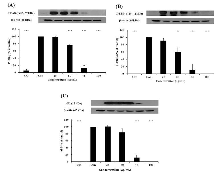 Purified Maysin decrease PPA R-γ, C/EBP-α and aP2 Protein expression in 3T3-L1 adipocyte cells