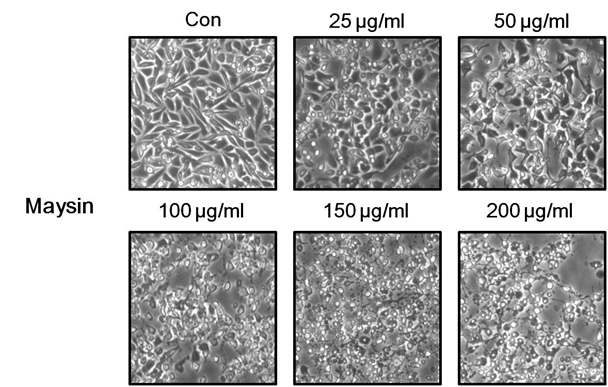 The effect of maysin on the morphology of PC-3 cells.