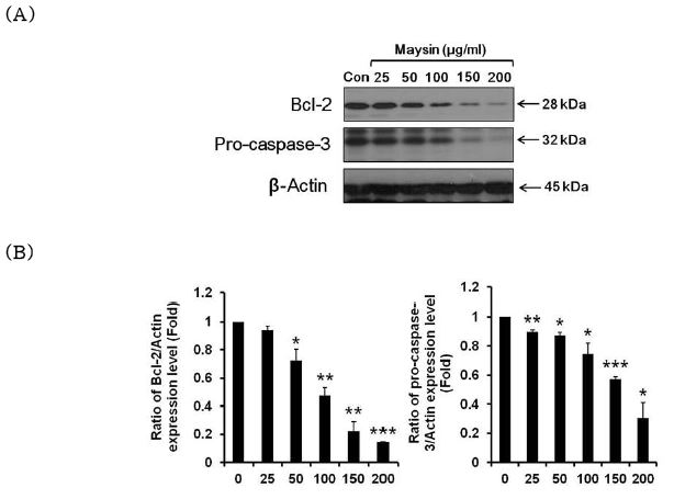 Effects of maysin on the expressions of Bcl-2 and pro-caspase-3 related to mitochondrial apoptosis in PC-3 cells
