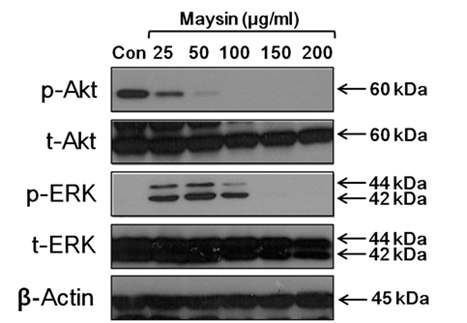 Effects of maysin on the phosphorylation of A kt and ERK , depending on concentration, in PC-3 cells