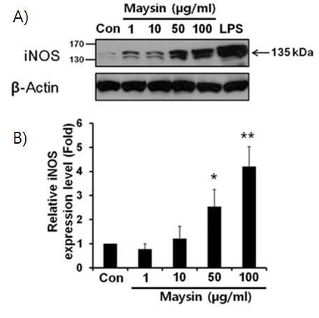 Effects of maysin on the iNOS expression