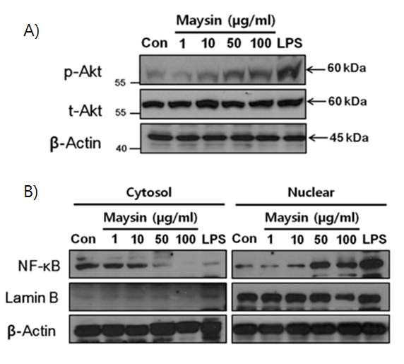 Effects of maysin on A kt phosphorylation and NF-κB activation in RAW 264.7 cells