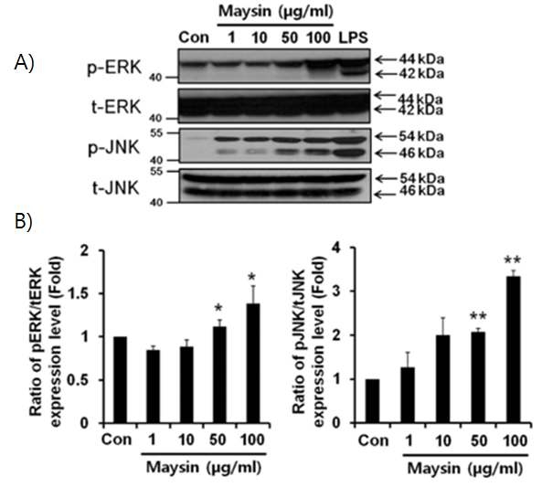 Effects of maysin on the activation of ERK and JNK .