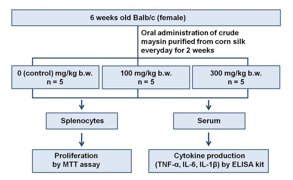 Scheme of the experimental procedure for immunomodulating activity of maysin.