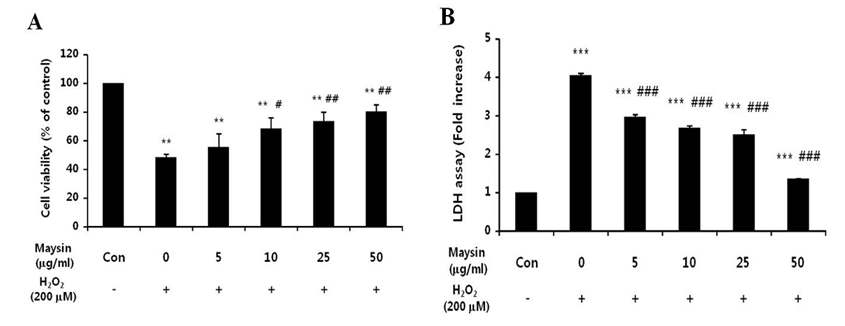 The protective effect of maysin on H2O2-induced cell death and cytotoxicity of SK -N-M C cells