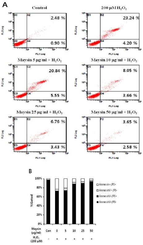 Effect of maysin on cell apoptosis induced by adding H2O2