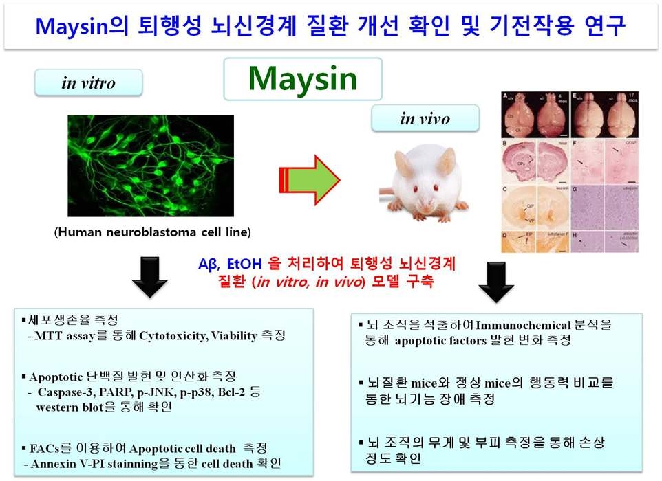 Scheme of the experimental procedure for neuroprotective effect of maysin of maysin.
