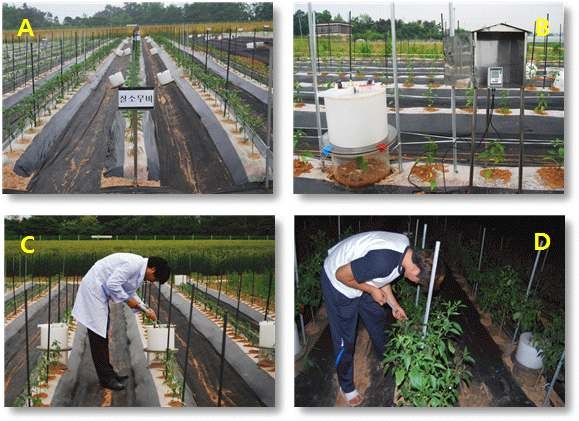 Chamber plots(A), Soil temperature and water detector(B), Greenhouse gas sampling by day(C) and night(D) during pepper cultivation