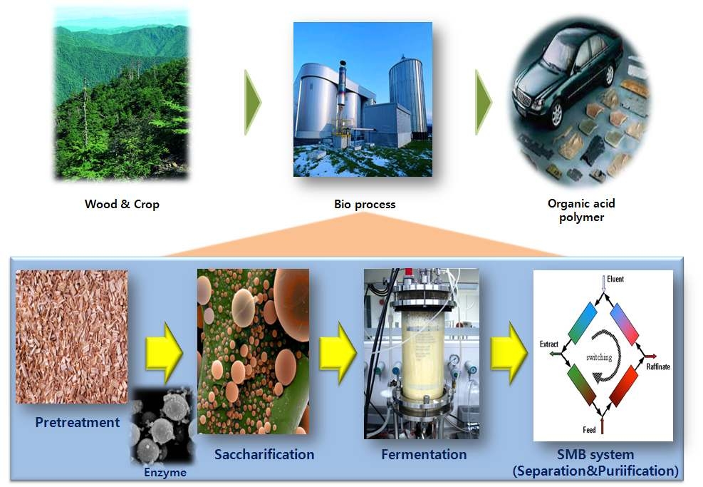 억새 바이오매스 유래 유기산 생산관련 요소기술 개념도