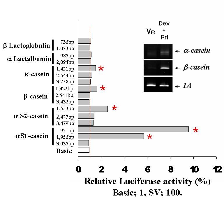 Specific promoter activity test