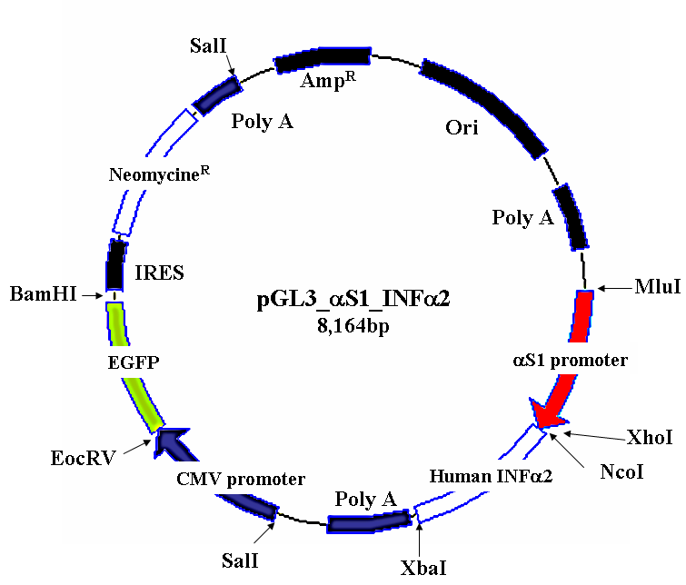 Schematic Diagram of Expressing Vectors