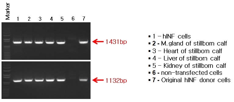 PCR analysis of stillborn cloned hINF calf