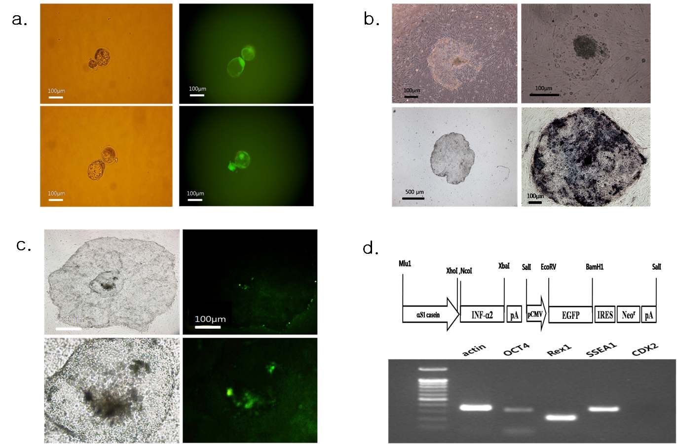 유전자삽입 소 복제배반포 및 배아줄기유사세포. GFP를 발현하는 인터페론α2 유전자 삽입 배반포 (a). 소 배아줄기유사세포. 1계대, 2계대, 10계대 및 AP 염색 사진 (b). GFP를 발현하는 배아줄기유사세포 (c). 벡터 지도 및 다분화능 관련 마커의 PCR 결과 (d).